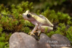 Triangle-Baumfrosch, Dendropsophus triangulum