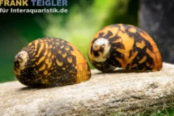 Tribal-Rennschnecke, Neritina sp. Tribal