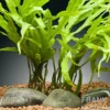 Tridentfarn, Microsorum pteropus "Trident", im Topf