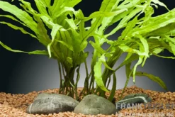Tridentfarn, Microsorum pteropus "Trident", im Topf