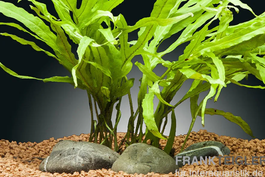Tridentfarn, Microsorum pteropus "Trident", im Topf