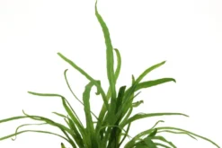 Tridentfarn, Microsorum pteropus "Trident", im Topf