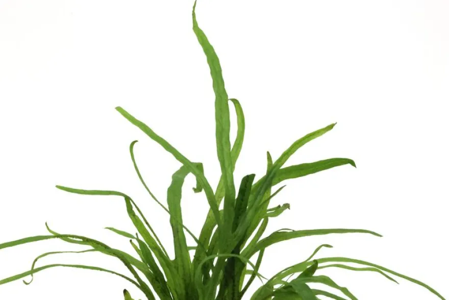 Tridentfarn, Microsorum pteropus "Trident", im Topf