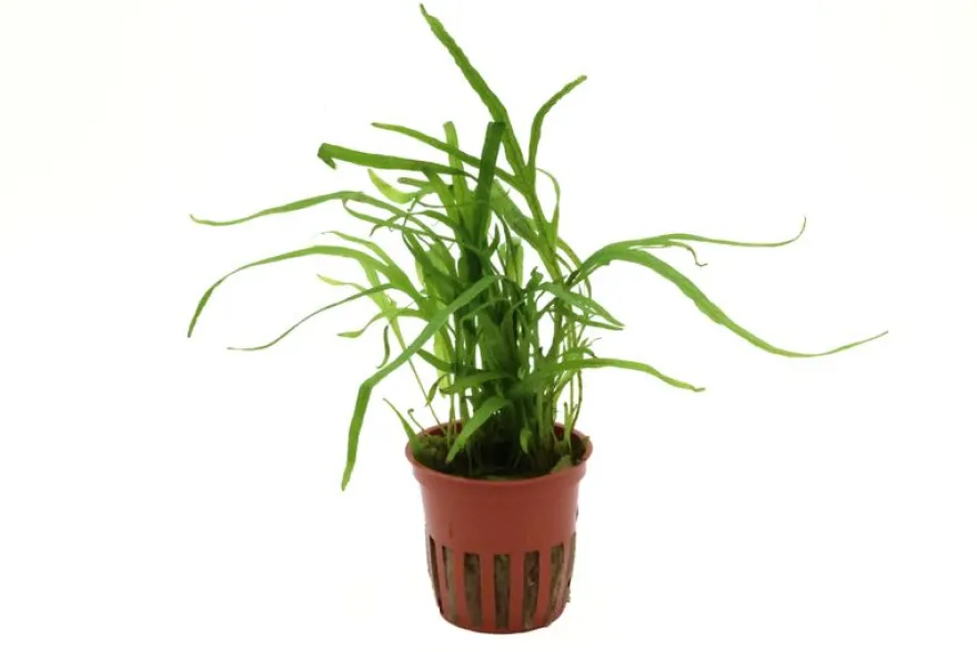 Tridentfarn, Microsorum pteropus "Trident", im Topf