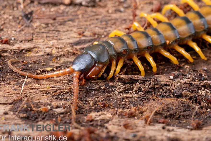 Trigonopodus-Hundertfüßer, Ethmostigmus trigonopodus Niger, Orange