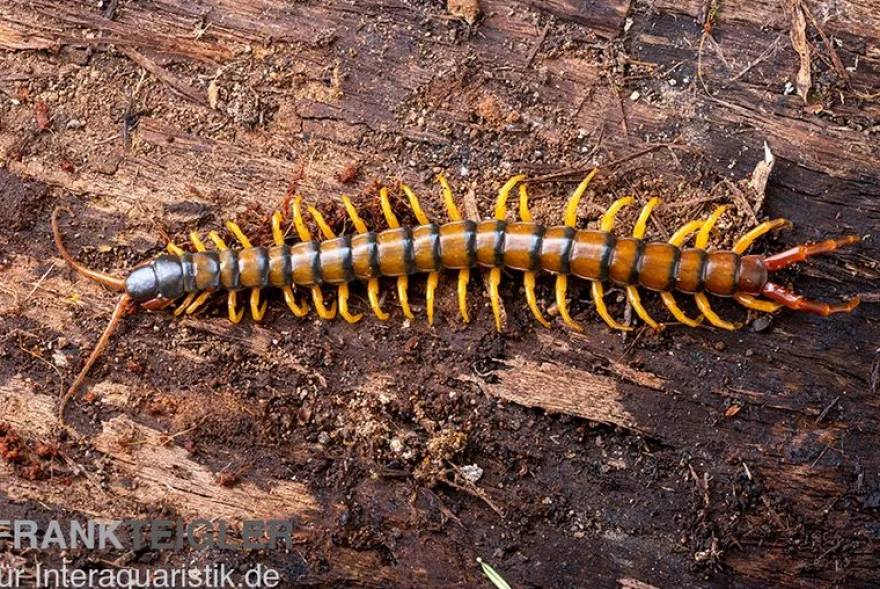 Trigonopodus-Hundertfüßer, Ethmostigmus trigonopodus Niger, Orange