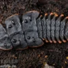 Trilobitkäfer, Duliticola sp.