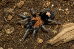 Trinidad-Zwergvogelspinne, Cyriocosmus elegans