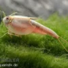 Triops longicaudatus, Pure Eier, 50 Eier