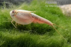 Triops longicaudatus, Pure Eier, 50 Eier