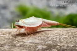 Triops longicaudatus, Pure Eier, 50 Eier