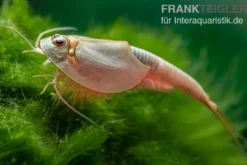 Triops longicaudatus, Pure Eier, 50 Eier