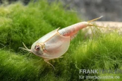 Triops longicaudatus, Pure Eier, 50 Eier