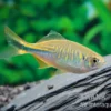 Türkisbärbling, Danio devario