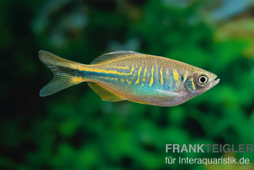 Türkisbärbling, Danio devario