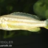 Türkis-Goldbarsch, Melanochromis auratus "Albino", Nachzucht, 4-5 cm