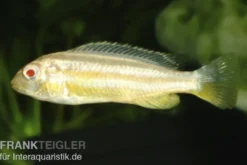 Türkis-Goldbarsch, Melanochromis auratus "Albino", Nachzucht, 4-5 cm