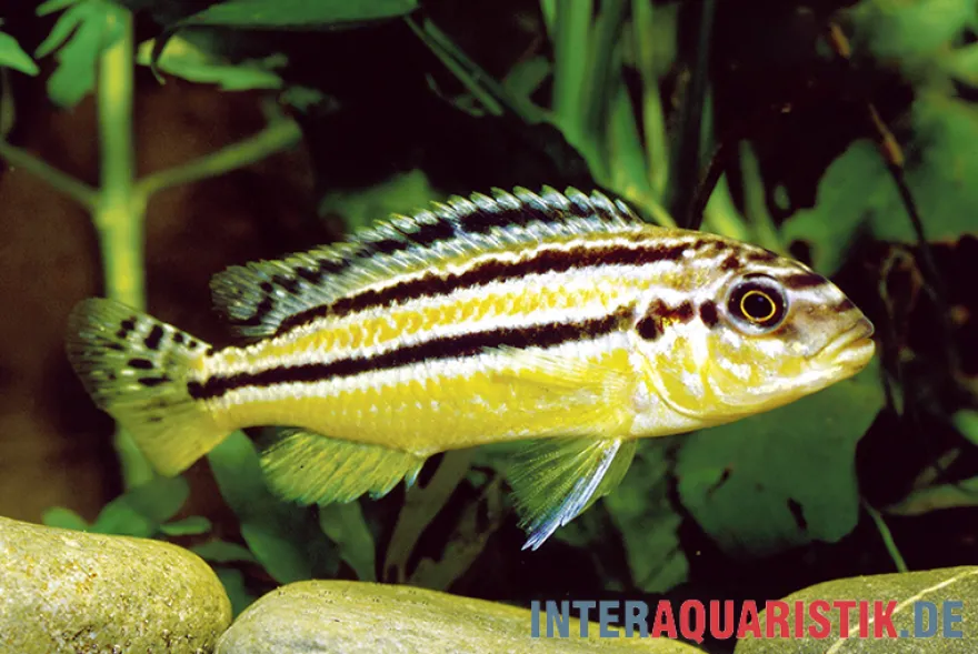 Türkis-Goldbarsch, Melanochromis auratus, DNZ