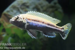 Türkis-Goldbarsch, Melanochromis auratus, DNZ