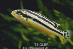 Türkis-Goldbarsch, Melanochromis auratus, DNZ