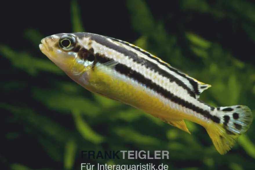Türkis-Goldbarsch, Melanochromis auratus, DNZ