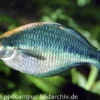 Türkis-Regenbogenfisch, Melanotaenia lacustris, DNZ 5-6 cm