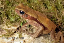Tropfenkröte, Bufo guttatus