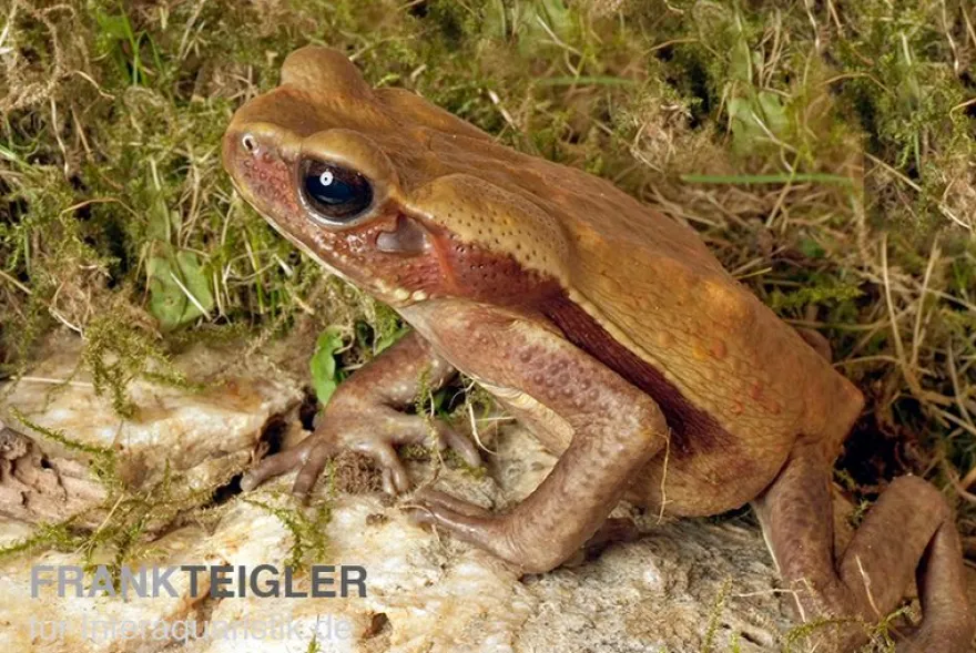 Tropfenkröte, Bufo guttatus