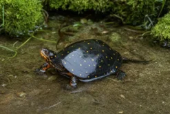 Tropfenschildkröte, Clemmys guttata