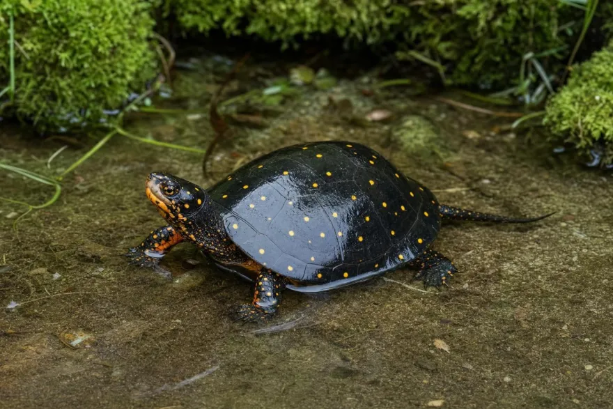 Tropfenschildkröte, Clemmys guttata