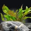 Tropicas Wasserkelch, Cryptocoryne wendtii "Tropica", im Topf