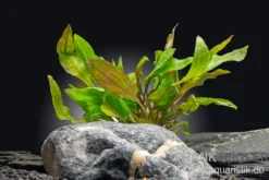 Tropicas Wasserkelch, Cryptocoryne wendtii "Tropica", im Topf