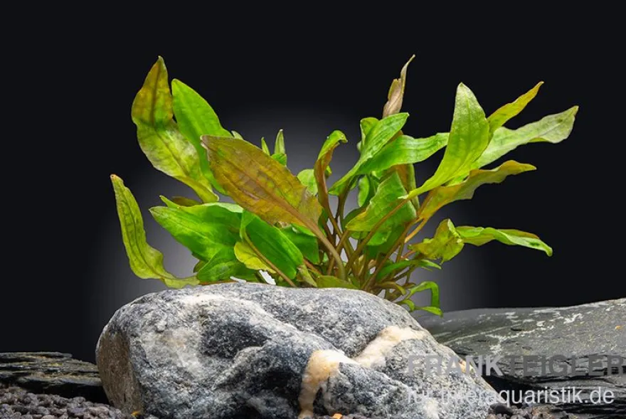 Tropicas Wasserkelch, Cryptocoryne wendtii "Tropica", im Topf