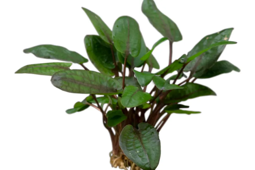 Tropicas Wasserkelch, Cryptocoryne wendtii "Tropica", im Topf