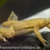 Tropischer Krallenfrosch, Xenopus tropicalis
