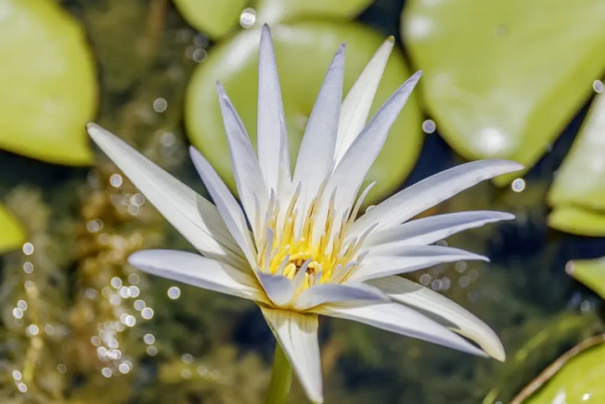 Tropische Seerose, Nymphaea daubenyana, Knolle