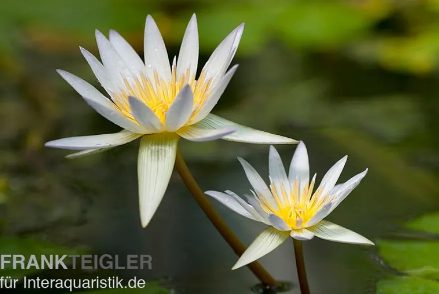 Tropische Seerose, Nymphaea daubenyana, Knolle