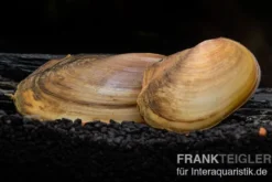 Tropische Süßwassermuschel, Pilsbryoconcha exi