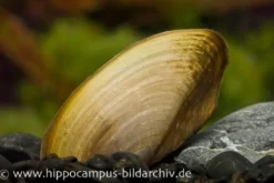 Tropische Süßwassermuschel, Pilsbryoconcha exi