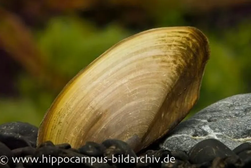 Tropische Süßwassermuschel, Pilsbryoconcha exi
