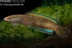 True Blue Schlangenkopf, Channa bipuli „True Blue Snakehead“