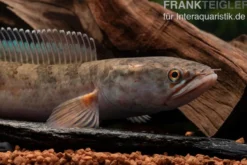 True Blue Schlangenkopf, Channa bipuli „True Blue Snakehead“