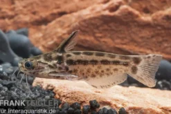 Trugdornwels "Woodcat", Trachelyichthys exilis