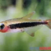 Tucanosalmler, Tucanoichthys tucano