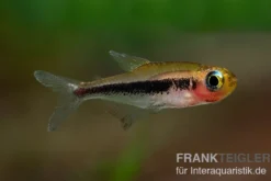 Tucanosalmler, Tucanoichthys tucano