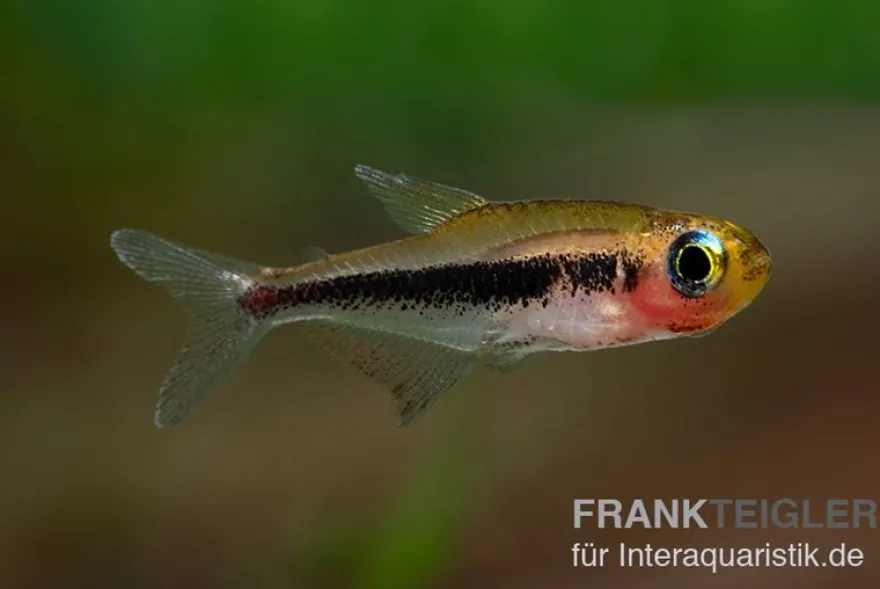Tucanosalmler, Tucanoichthys tucano