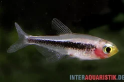 Tucanosalmler, Tucanoichthys tucano