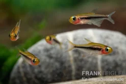 Tucanosalmler, Tucanoichthys tucano