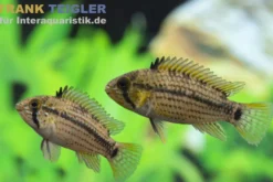 Tucurui-Zwergbuntbarsch, Apistogramma tucurui