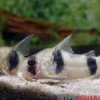 Tukano-Panzerwels, Corydoras tukano